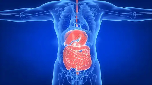 Enhanced Nutrient Digestibility and Absorption