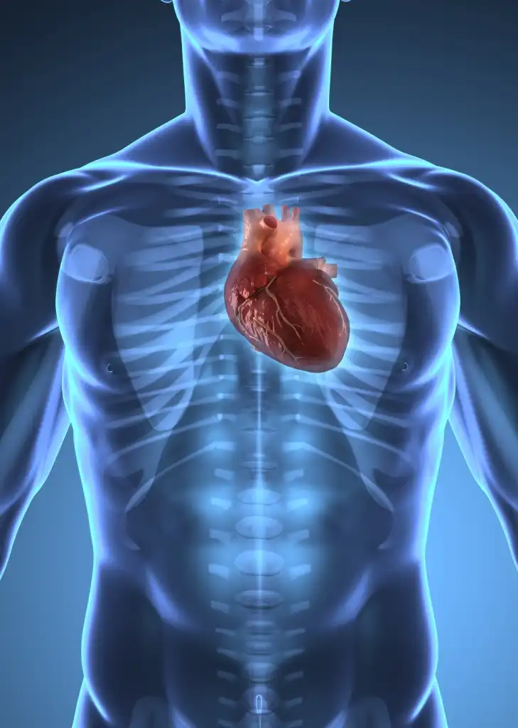 How Can Calcium Carbonate Powder Benefit Cardiovascular Health? How Can Calcium Carbonate Powder Benefit Cardiovascular Health?