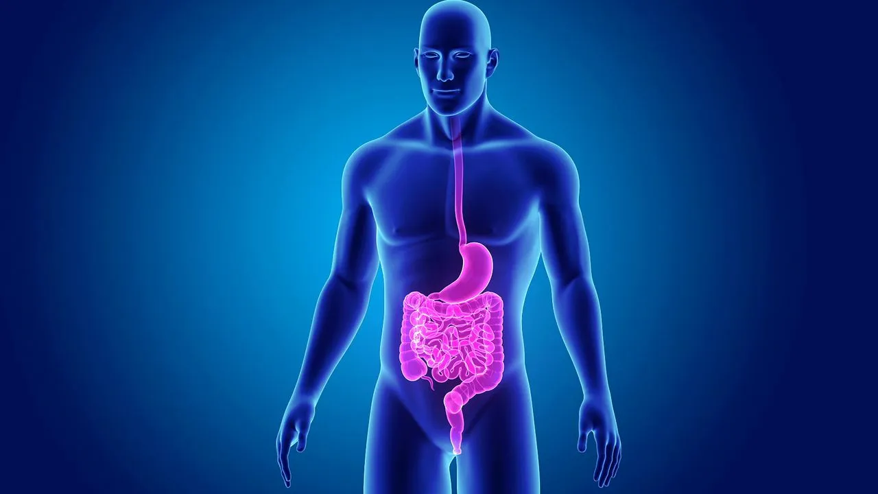Digestive System Applications