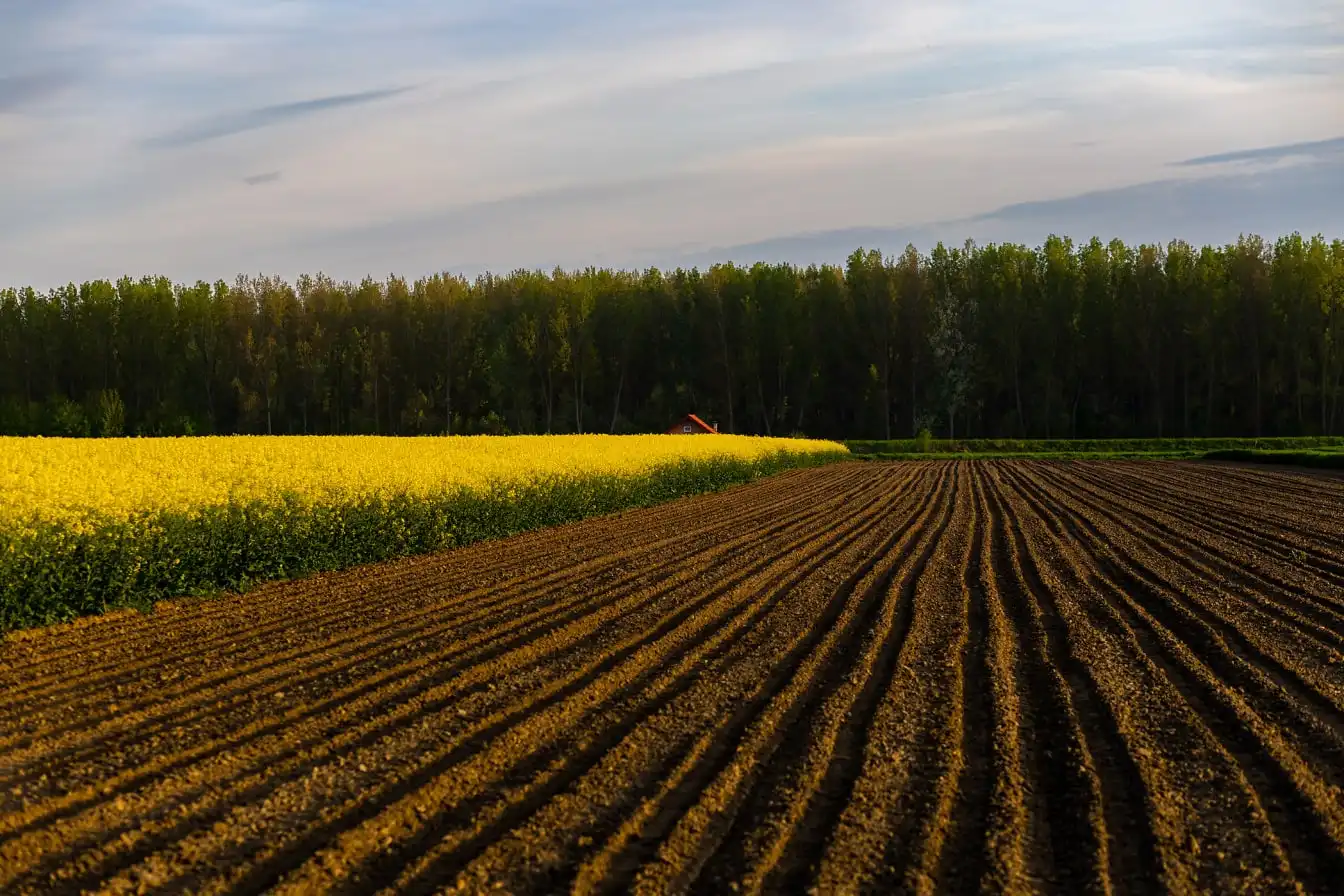 Biodegradation Mechanisms of Polyacrylamide Powder in Agricultural Soils Biodegradation Mechanisms of Polyacrylamide Powder in Agricultural Soils